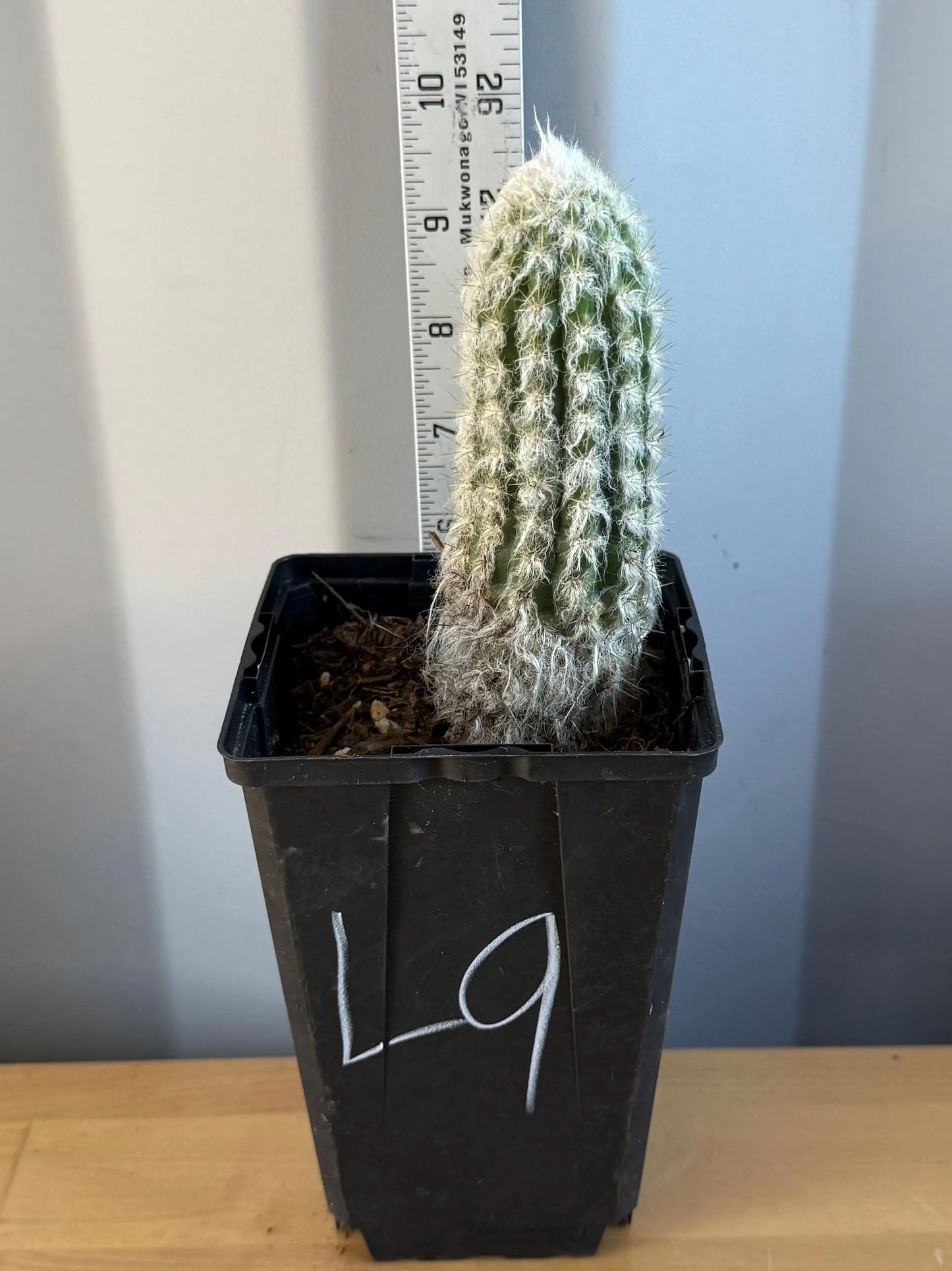 Old Man of the Andes | Oreocereus doelzianus L9