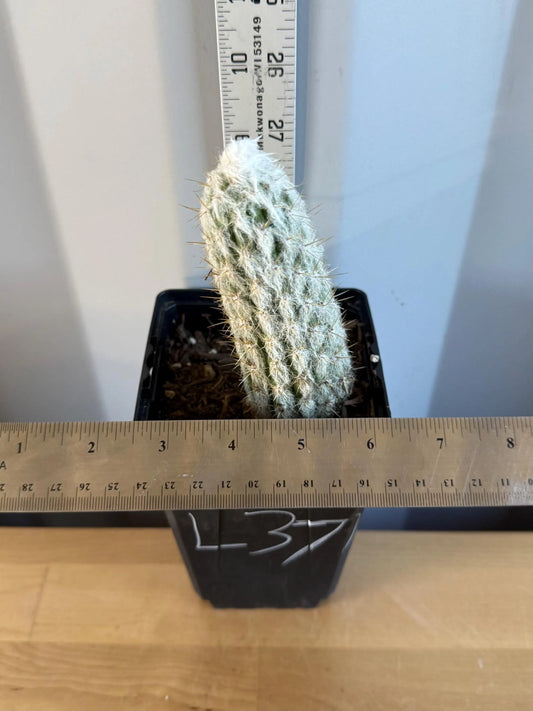 Old Man of the Andes | Oreocereus doelzianus L37