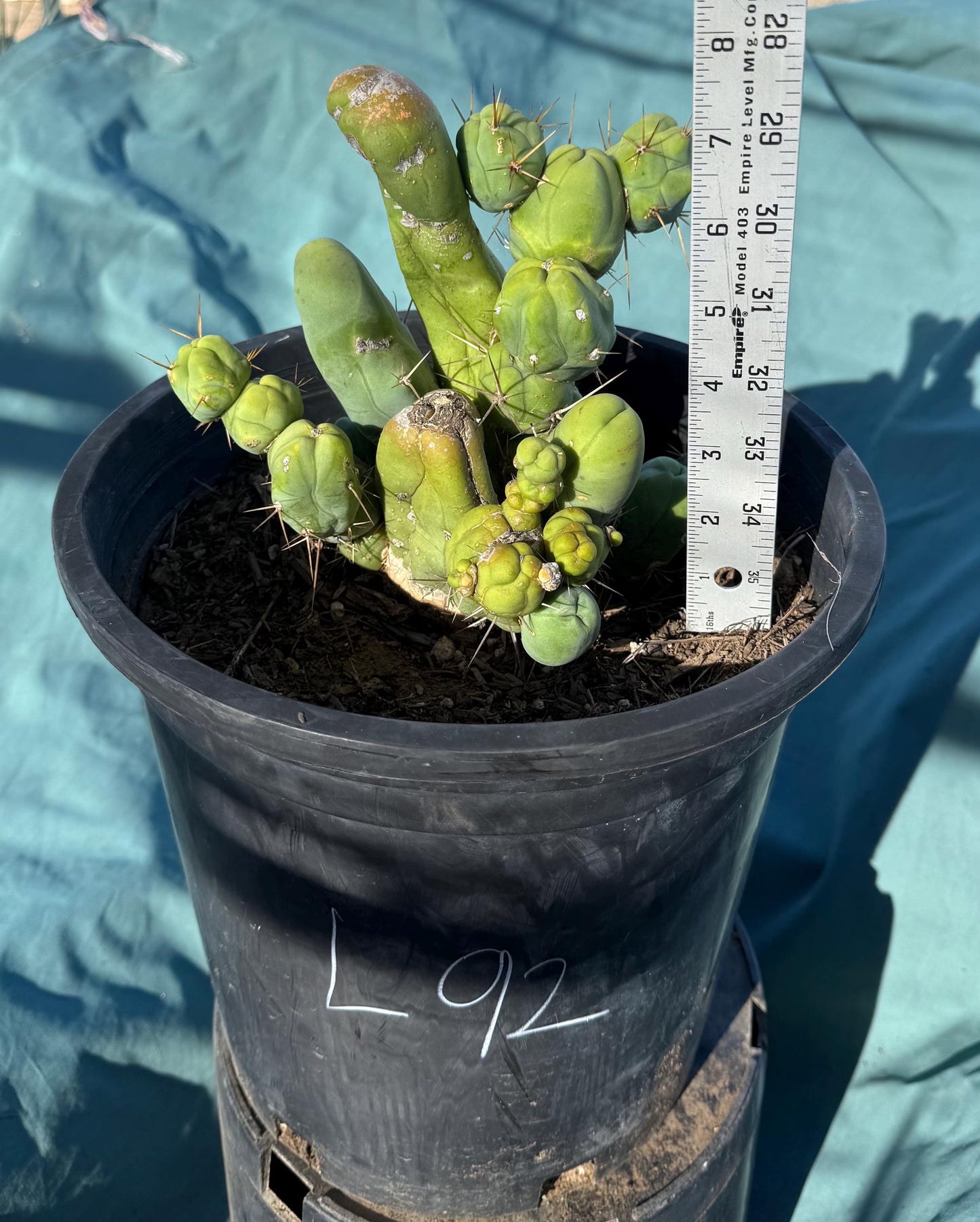 Monstrose Cactus (L92)