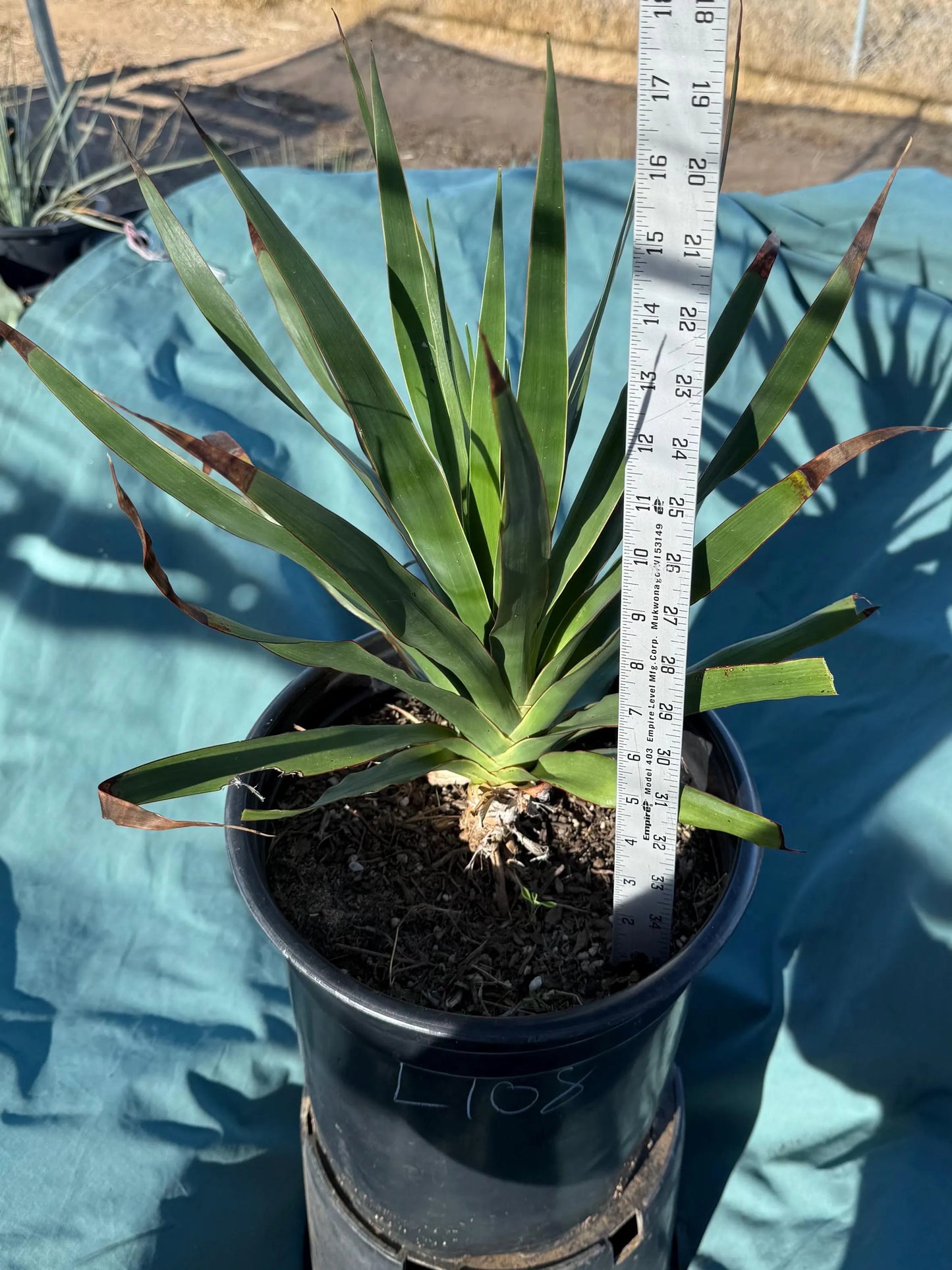 Three Gallon Dragon Tree (L108) | Dracaena draco