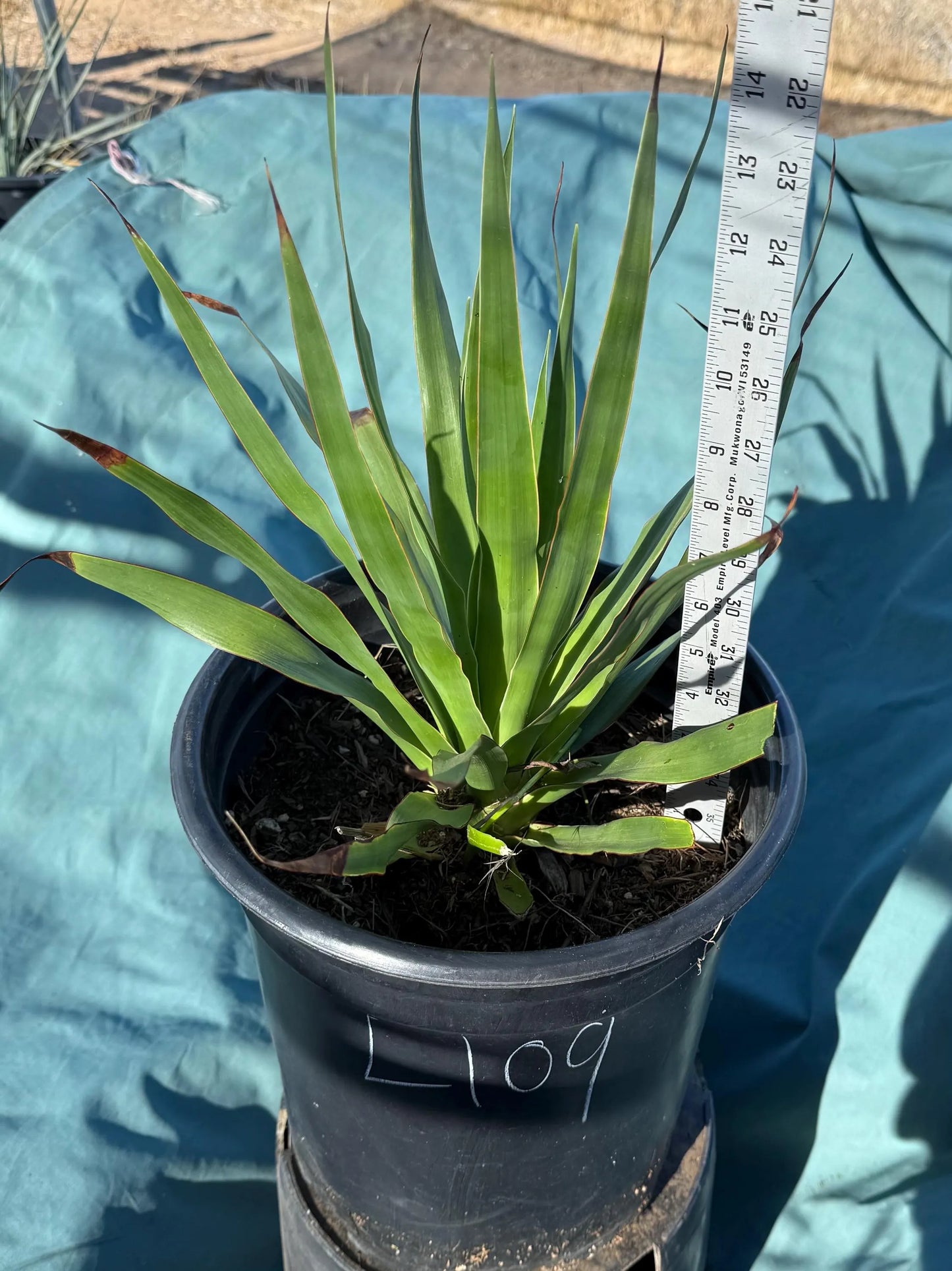 Three Gallon Dragon Tree (L109) | Dracaena draco