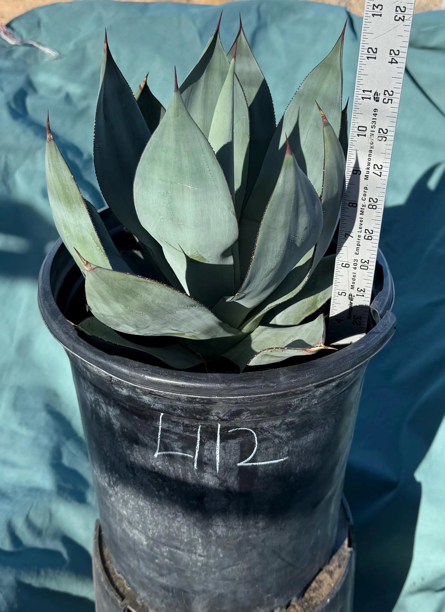 Agave celsii 'Nova' (L112)