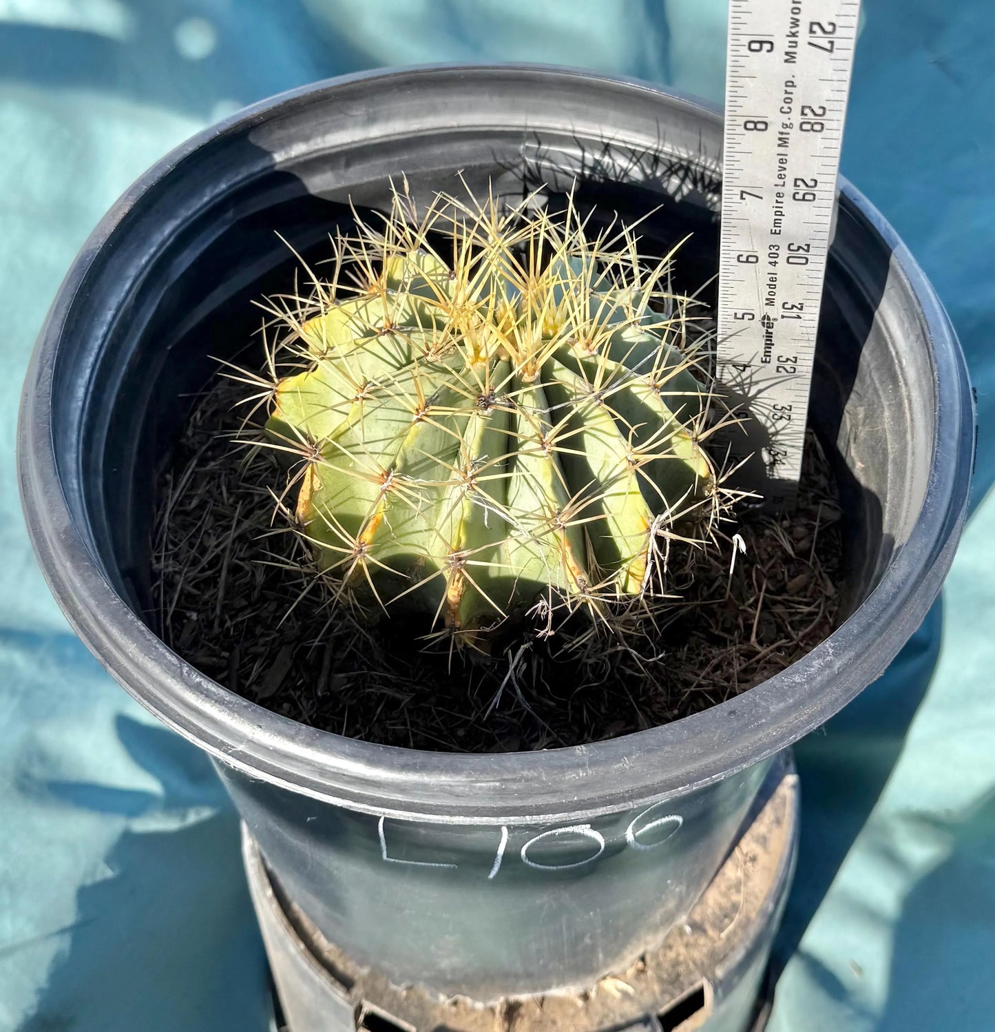Glaucous Barrel Cactus (L106) | Ferocactus glaucescens