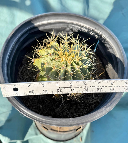 Glaucous Barrel Cactus (L106) | Ferocactus glaucescens