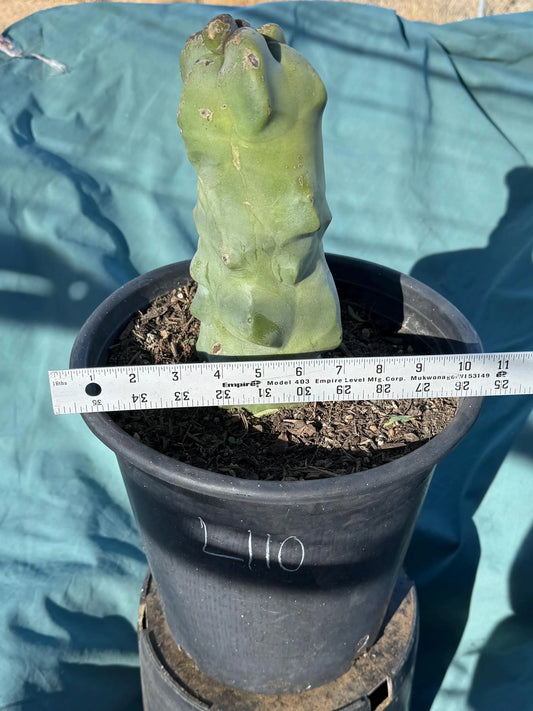 Totem Pole Cactus (L110) | Pachycereus schottii f. monstrosus