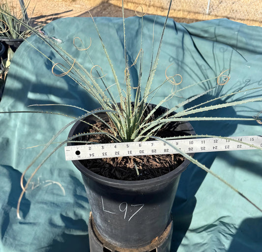 5gal Desert Spoon (L97) | Dasylirion wheeleri