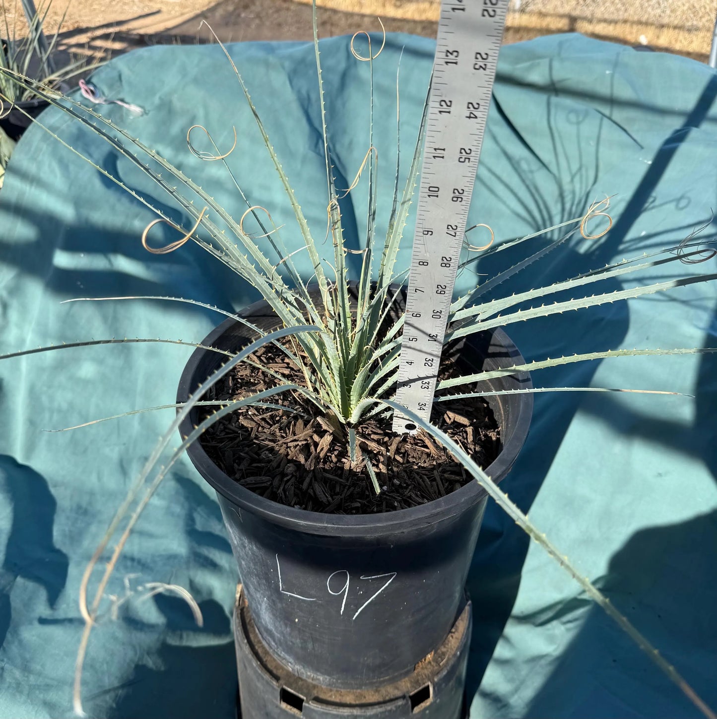 5gal Desert Spoon (L97) | Dasylirion wheeleri