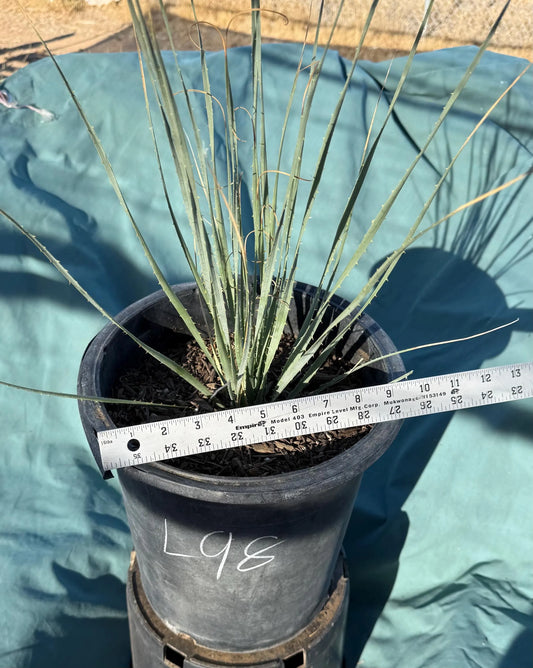 5gal Desert Spoon (L98) | Dasylirion wheeleri