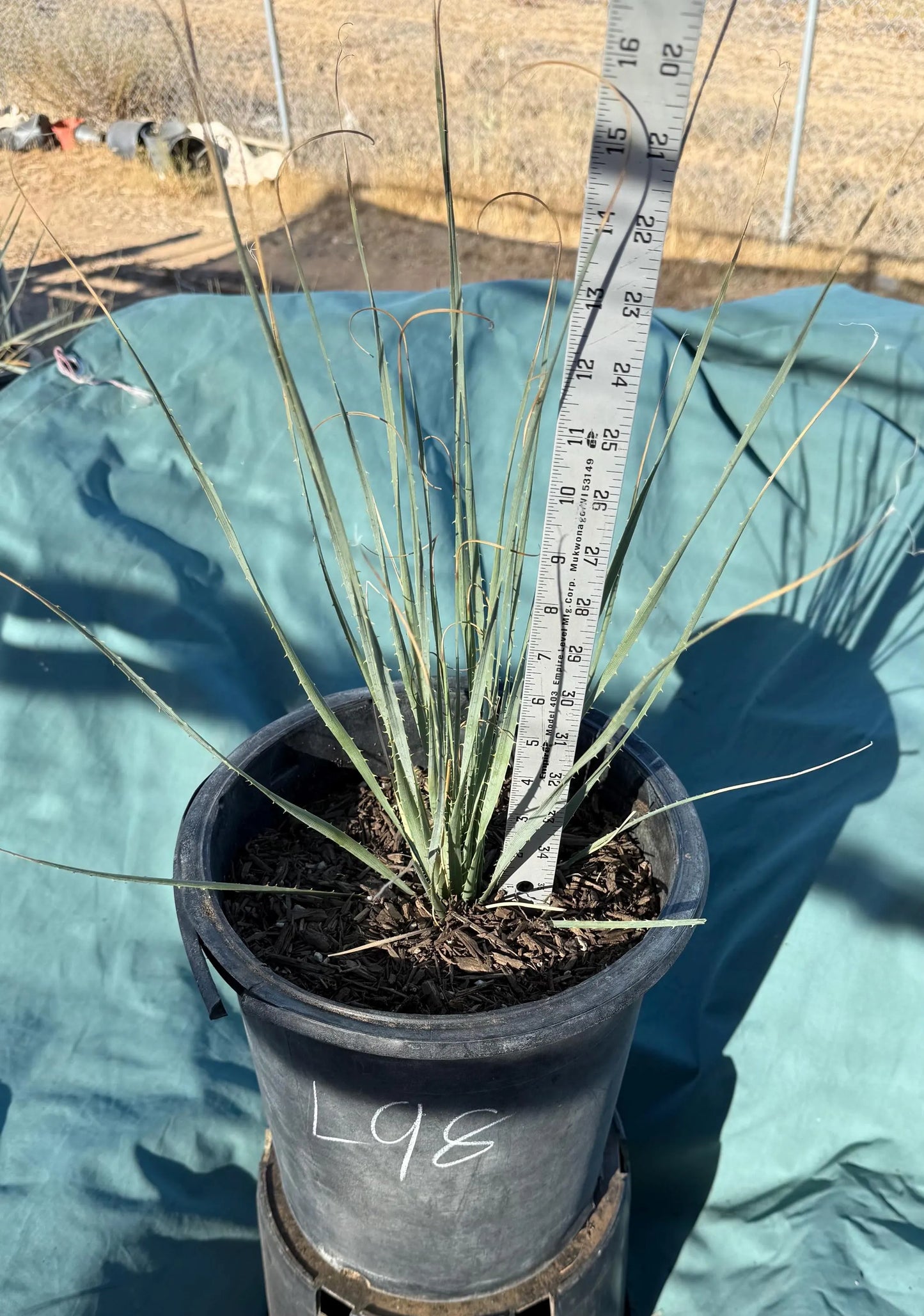 5gal Desert Spoon (L98) | Dasylirion wheeleri