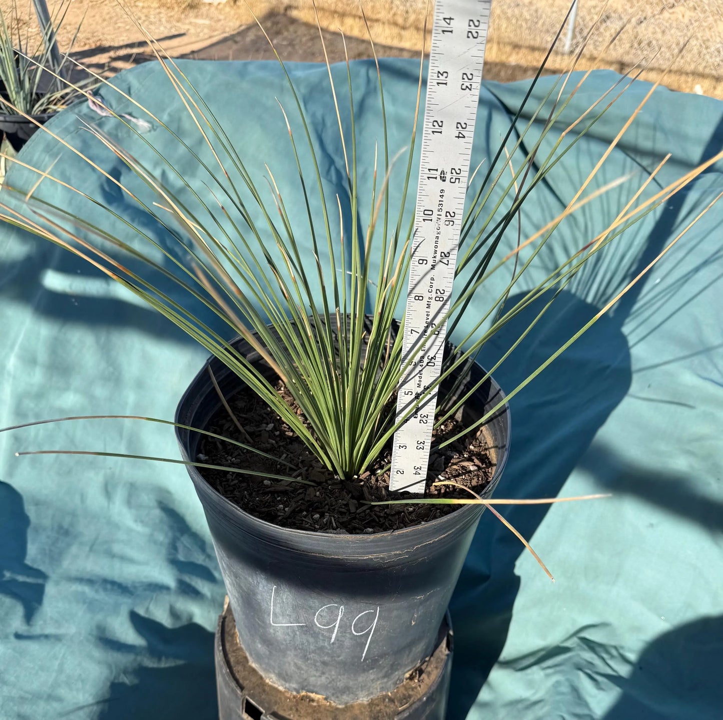 5gal Mexican Grass Tree (L99) | Dasylirion longissimum