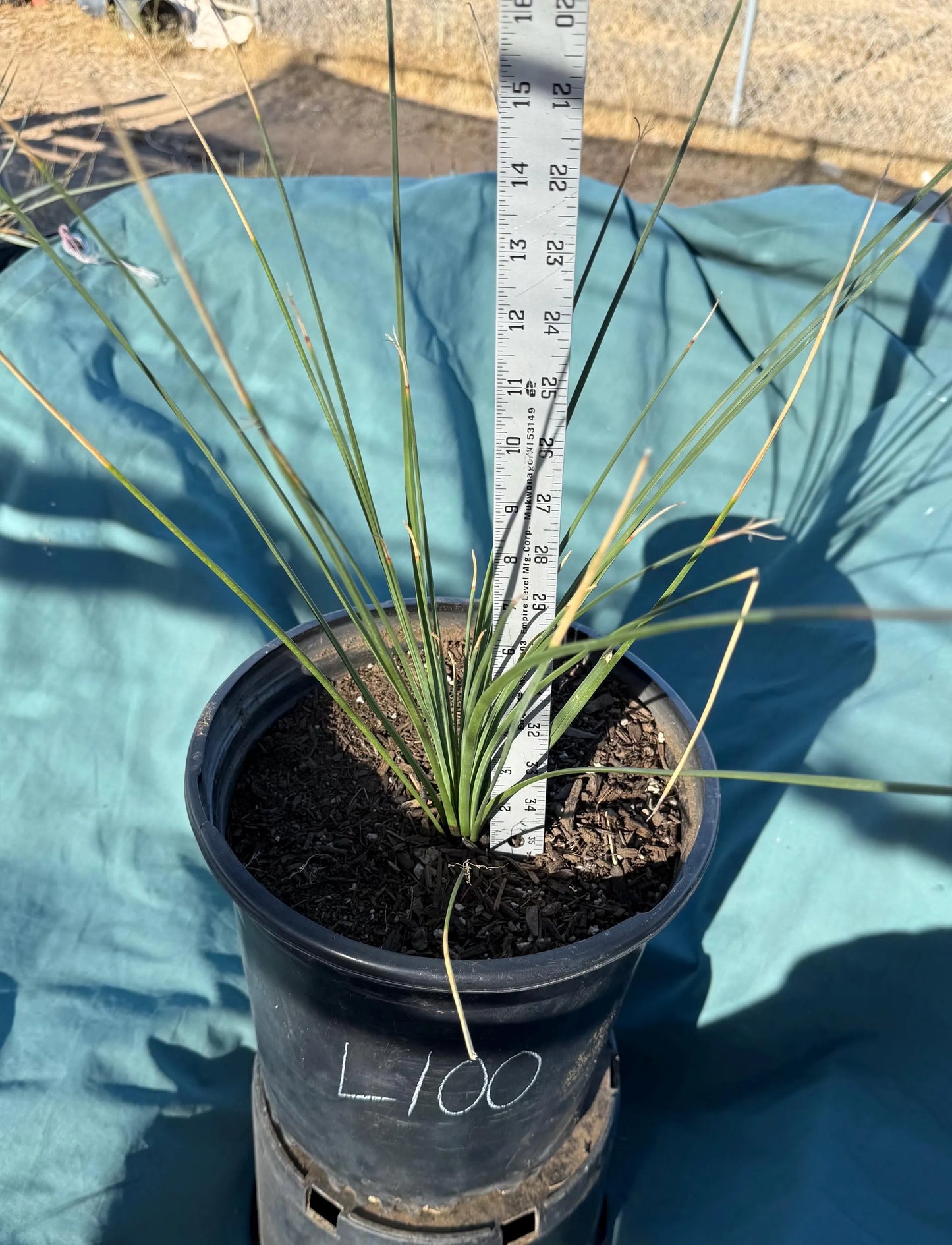 5gal Mexican Grass Tree (L100) | Dasylirion longissimum