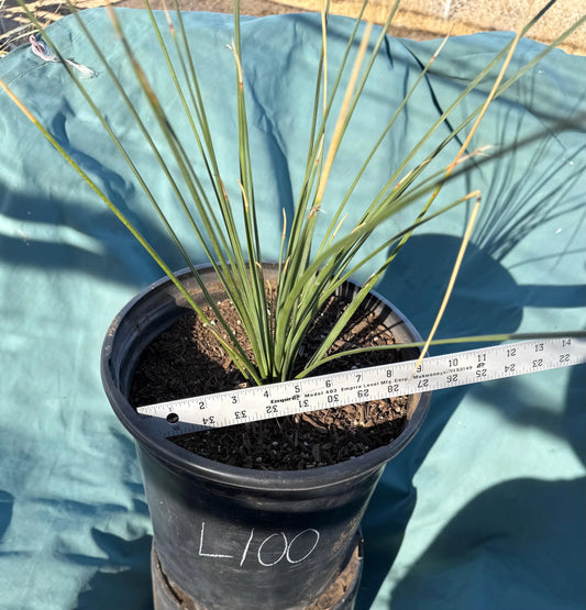 5gal Mexican Grass Tree (L100) | Dasylirion longissimum