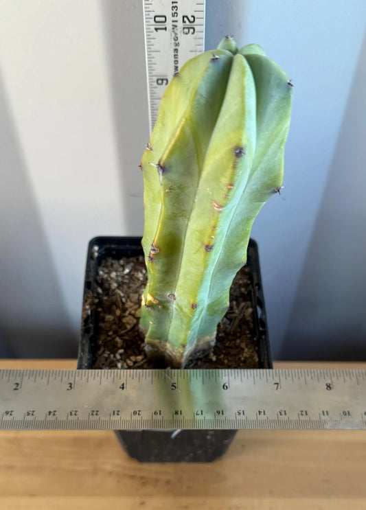 Myrtillocactus geometrizans (L7)