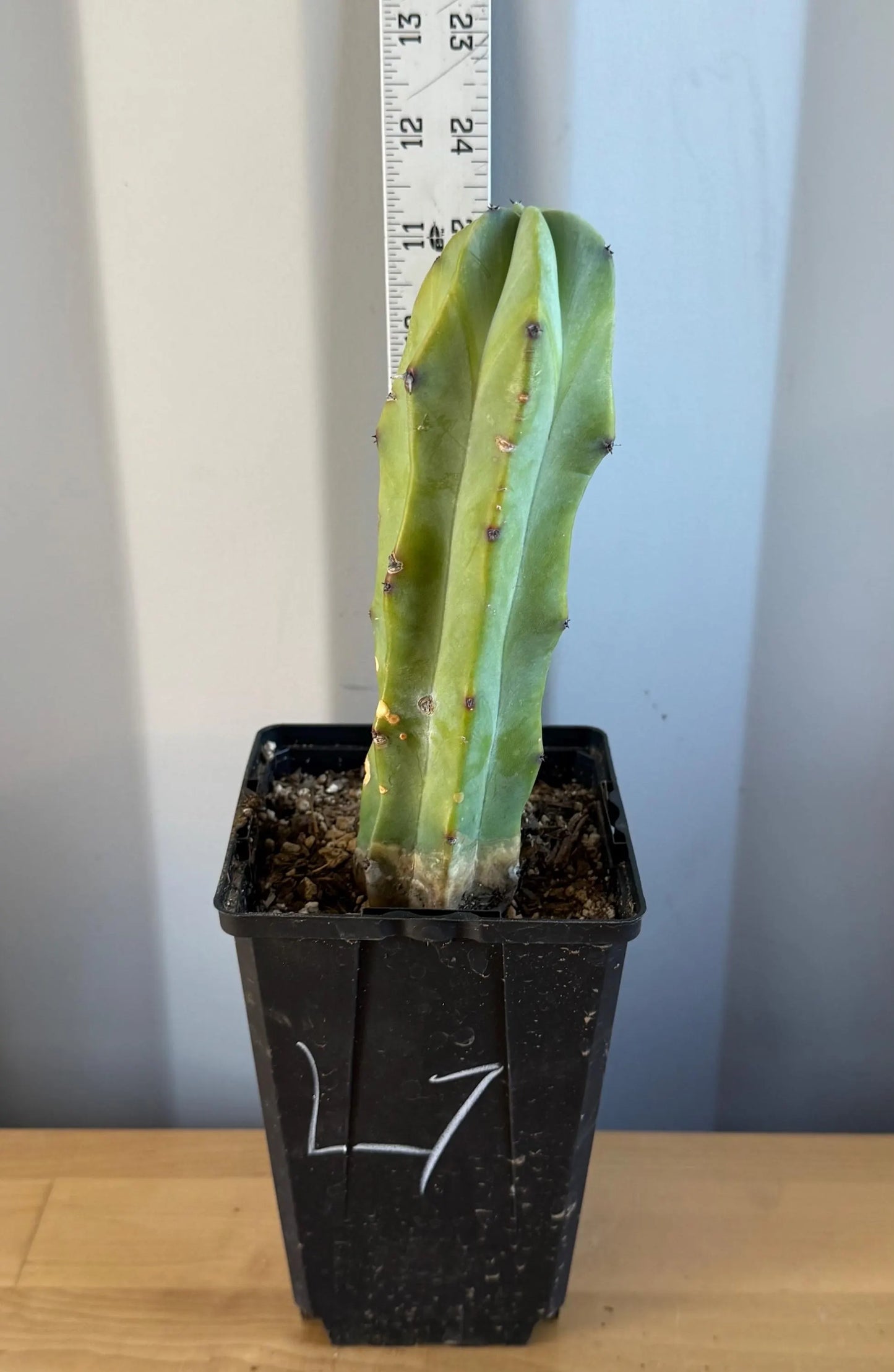 Myrtillocactus geometrizans (L7)