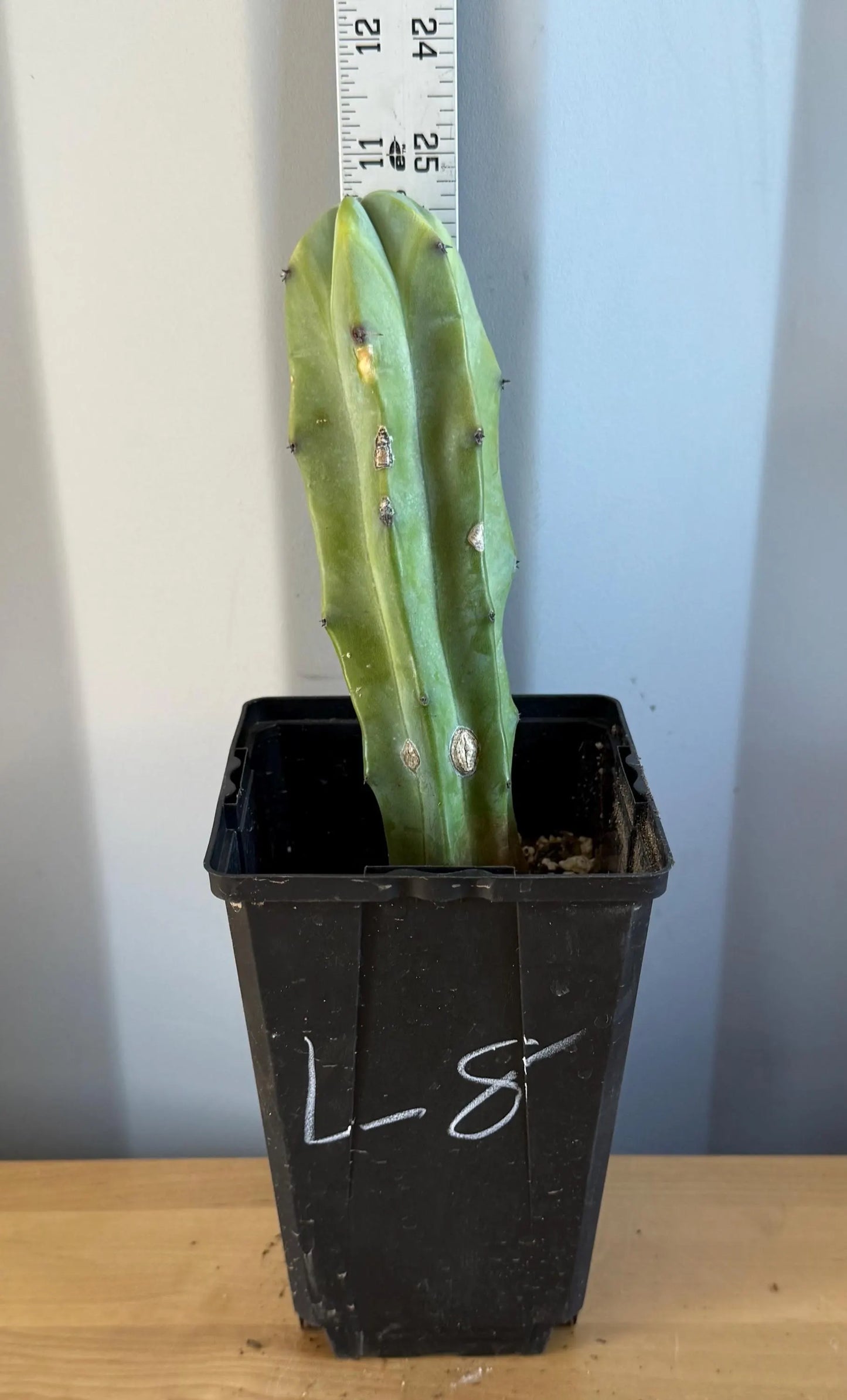 Myrtillocactus geometrizans (L8)