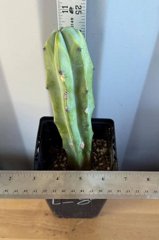 Myrtillocactus geometrizans (L8)