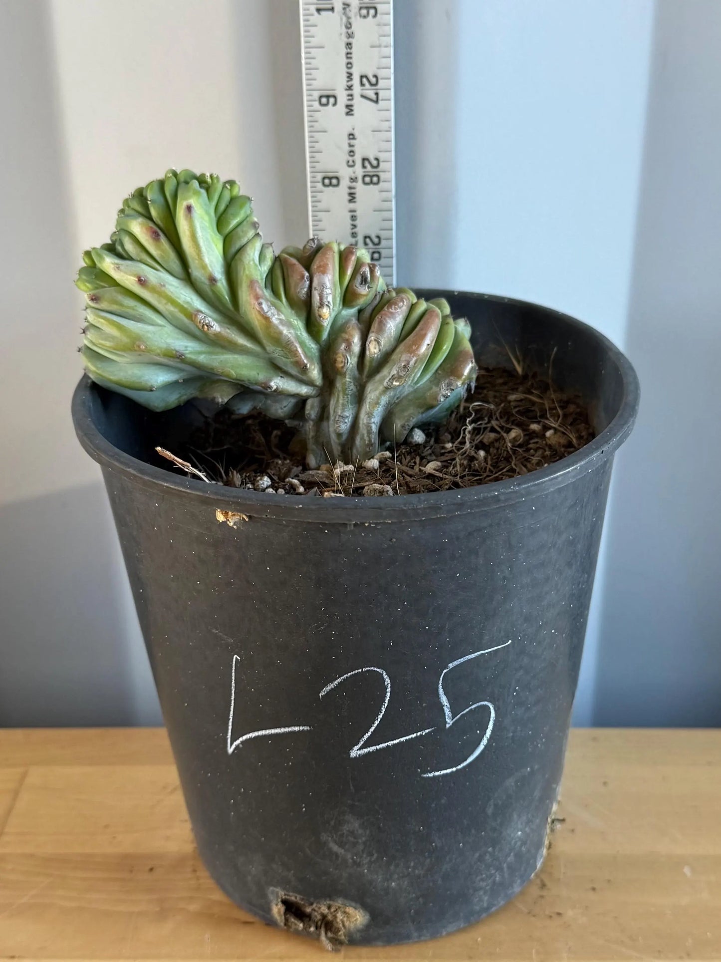 UNIQUE Crested Cactus | Myrtillocactus geometrizans ‘cristata’ (L25)