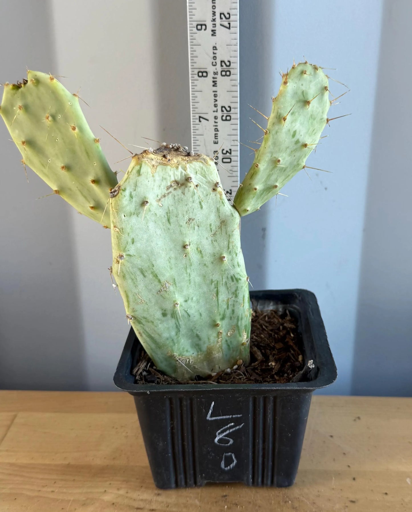 Variegated Prickly Pear (L80) | Opuntia White Variegated Form