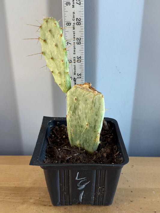 Variegated Prickly Pear (L81) | Opuntia White Variegated Form