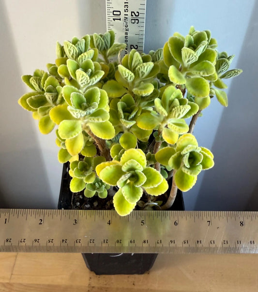 4-inch Vicks Plant | ‘Plectranthus tomentosa’ (L31)