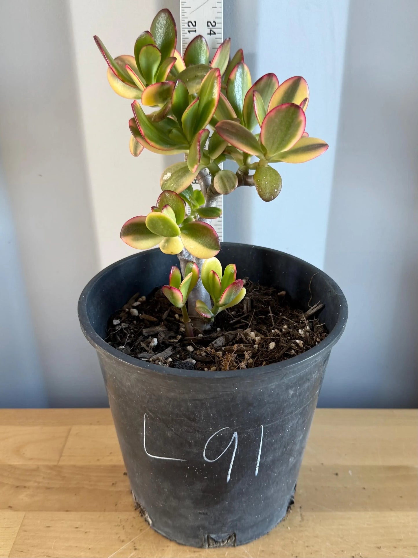 Lemon Lime Jade (L91) | Crassula ovata 'Lemon & Lime'