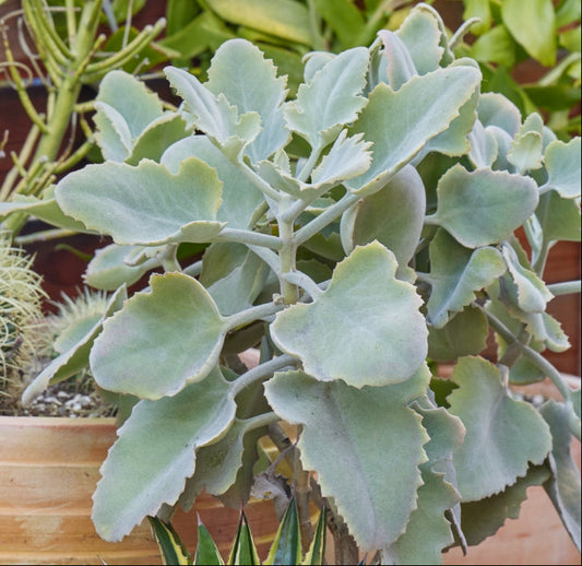 Kalanchoe beharensis 'Roseleaf' 6in