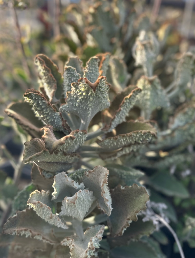 Kalanchoe beharensis x toment. 'Fang' 3g