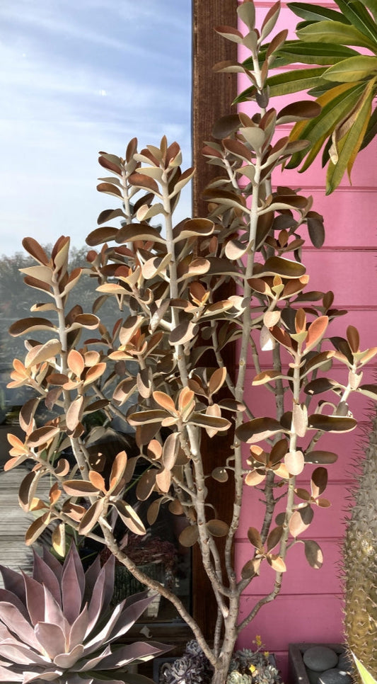 Copper Spoons | Kalanchoe orgyalis 6in