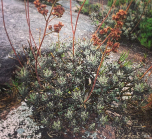 Panda Plant | Kalanchoe tomentosa 3g