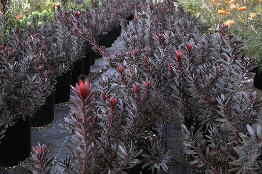 Leucadendron 'Ebony' 3g