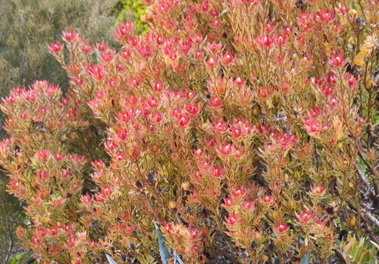 CLEARANCE - Leucadendron 'Jester' 5g