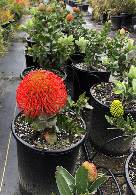 Leucospermum 'Flame Giant' 5g