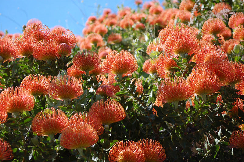 Leucospermum 'Flame Giant' 5g