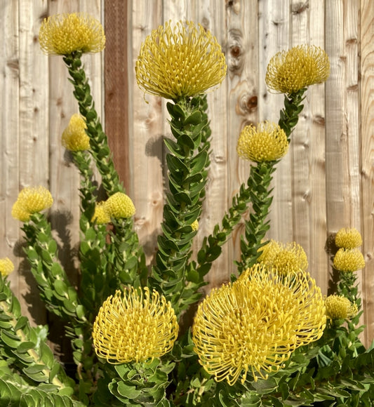 Leucospermum 'High Gold' 5g