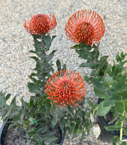 Leucospermum 'Sunrise' 5g