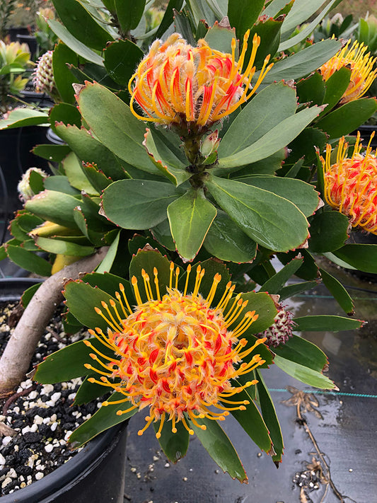Leucospermum 'Veldfire' 5g