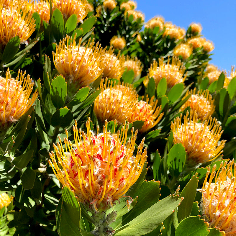 Leucospermum 'Veldfire' 5g