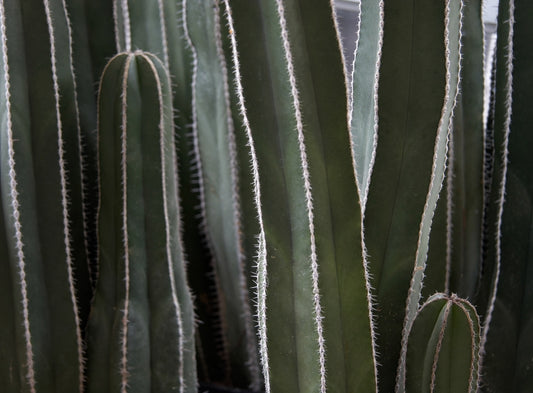 Mexican Fencepost Cactus | Marginatocereus marginatus 3g