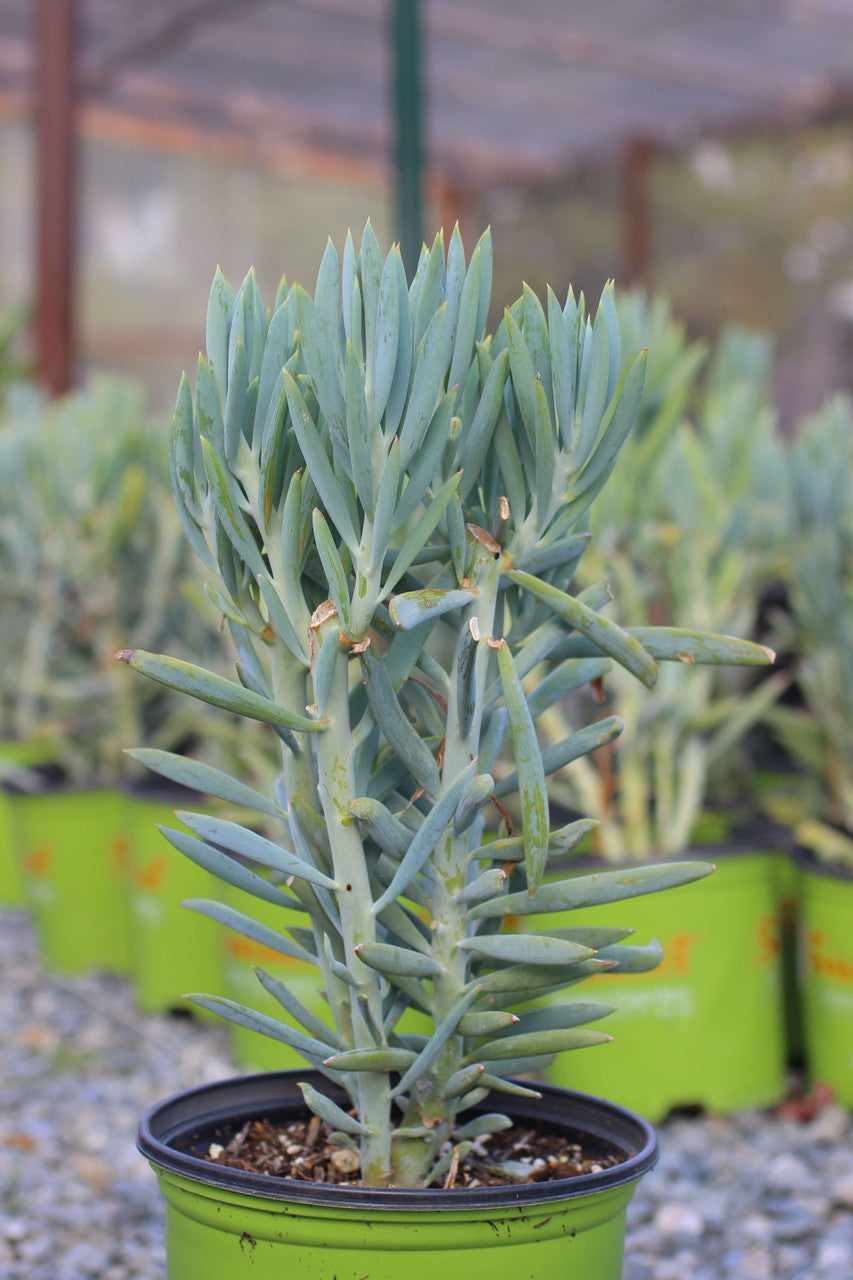 Senecio ficoides 'Skyscraper' 8in