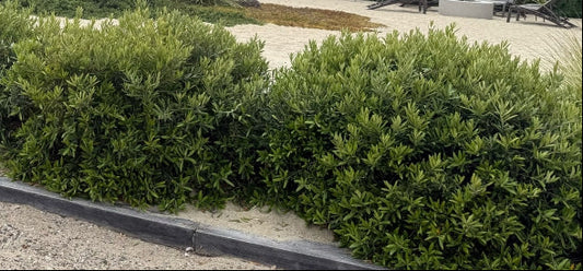 Dwarf Olive | Olea europaea 'Little Ollie' 5g