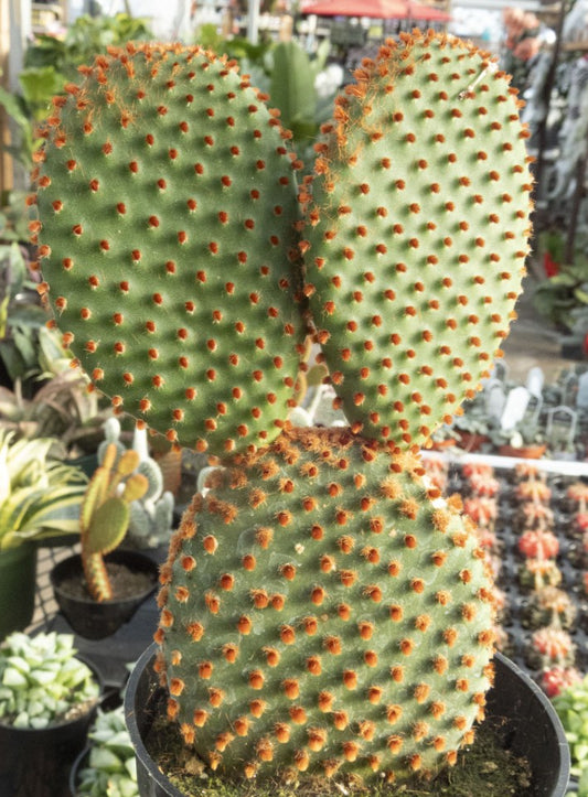 Opuntia microdasys 'Rubra' 4in