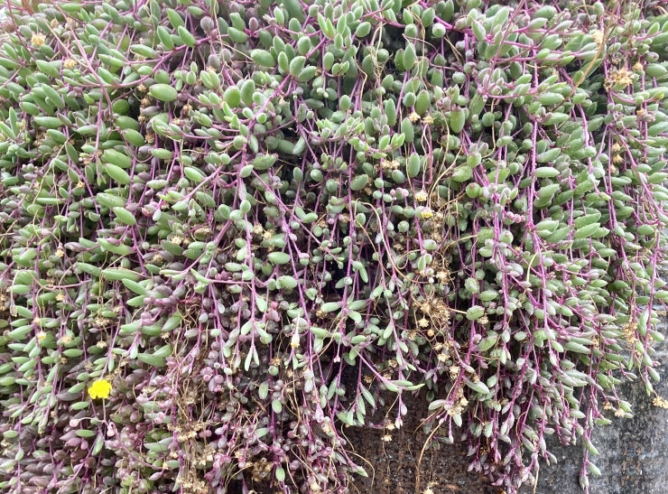 Othonna capensis 'Little Pickles' 6in