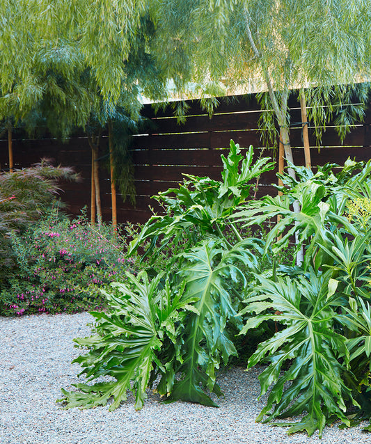 Philodendron selloum 1g