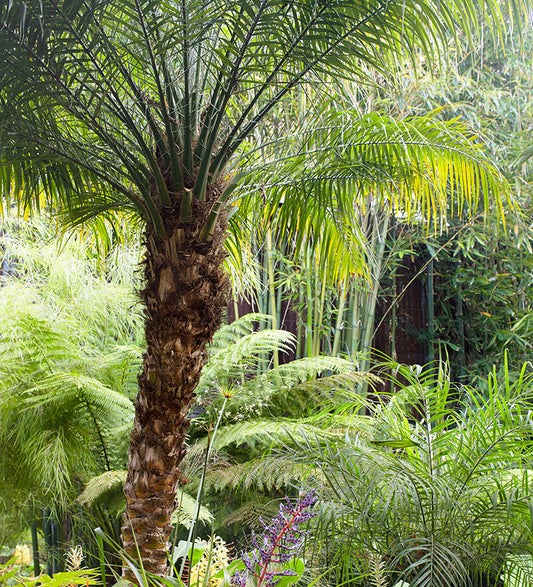 Pygmy Date Palm | Phoenix roebelenii 3g