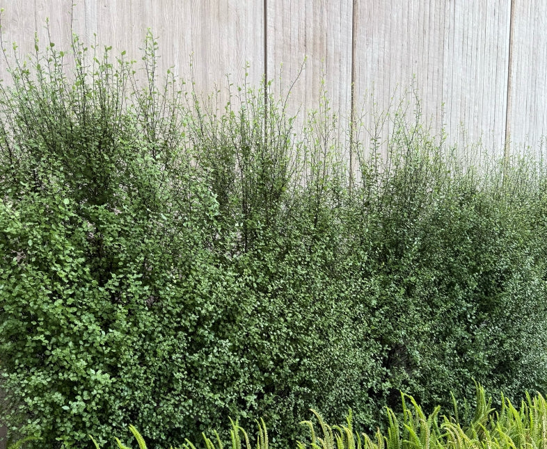 Pittosporum tenuifolium 'Silver Sheen' 5g