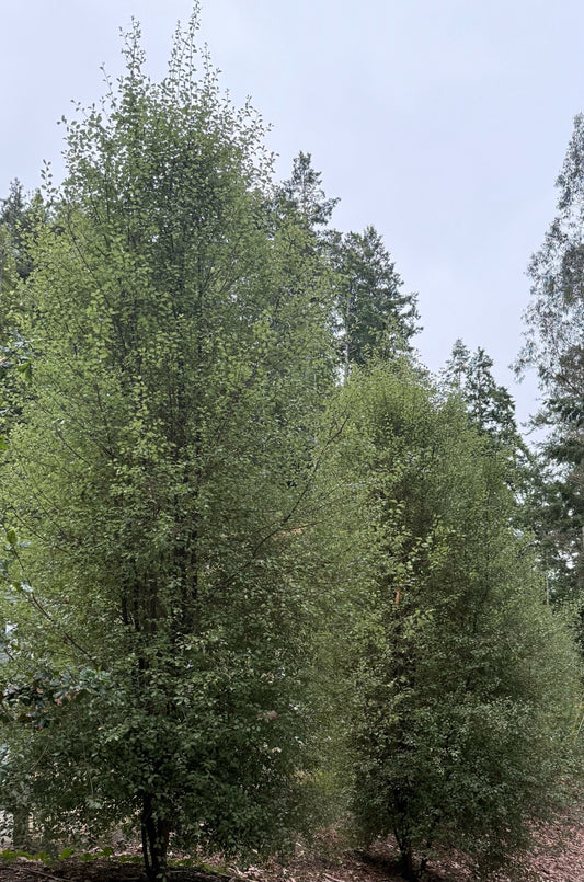 Pittosporum tenuifolium 'Silver Sheen' 5g