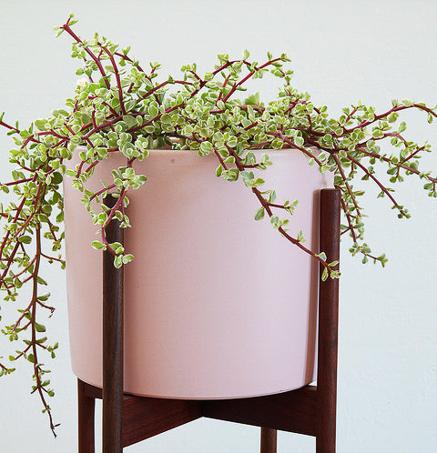 Portulacaria afra 'Variegata' 6in