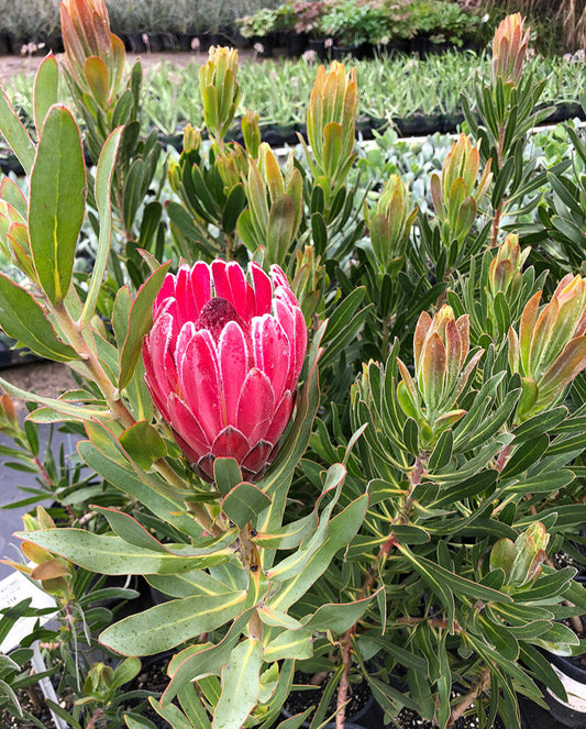 Protea 'Pink Ice' 5g