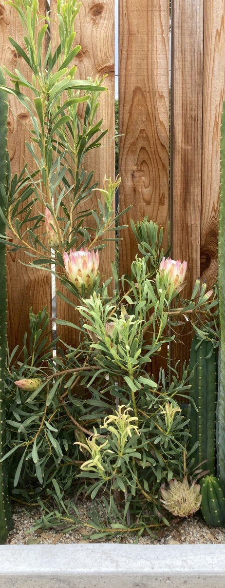 Protea repens 'Pink' 5g