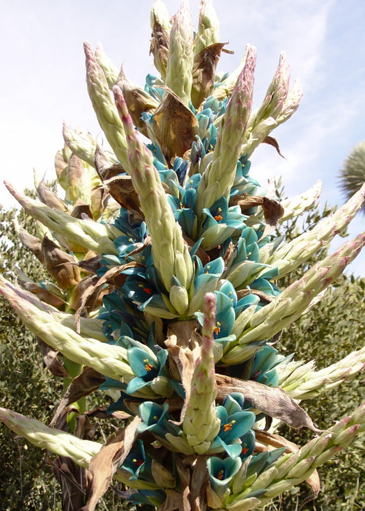 Puya alpestris 3g